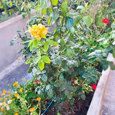 Physis Διαμέρισμα